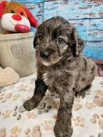 Woody, a male Aussiedoodle for sale in Lebanon, MO – Photo 2 of 10