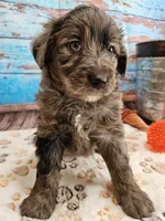 Woody, a male Aussiedoodle for sale in Lebanon, MO – Photo 7 of 10