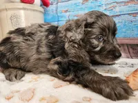 Woody, a male Aussiedoodle for sale in Lebanon, MO – Photo 9 of 10