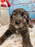 Woody, a male Aussiedoodle for sale in Lebanon, MO – Photo 3 of 10