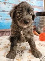Woody, a male Aussiedoodle for sale in Lebanon, MO – Photo 6 of 10