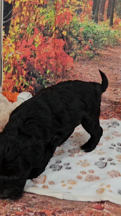 Sal, a male Aussiedoodle for sale in Lebanon, MO – 10 of 10