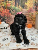 Sheena, a female Aussiedoodle for sale in Lebanon, MO – 8 of 10