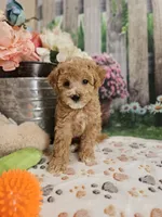 AKC- Holly, a female Poodle - Miniature  for sale in Lebanon, MO – 10 of 10
