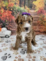 Sasha, a female Aussiedoodle for sale in Lebanon, MO – 6 of 10