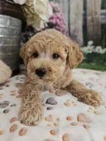 AKC - Hank, a male Poodle - Miniature  for sale in Lebanon, MO – 4 of 10