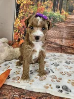 Sasha, a female Aussiedoodle for sale in Lebanon, MO – 8 of 10