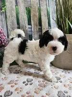 Ellie, a female Cavapoo for sale in Lebanon, MO – 6 of 10