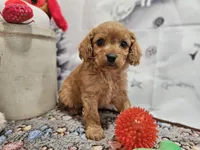 Flash, a male Cavapoo for sale in Lebanon, MO – Photo 7 of 10