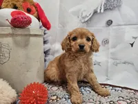 Flash, a male Cavapoo for sale in Lebanon, MO – Photo 10 of 10