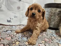 Flash, a male Cavapoo for sale in Lebanon, MO – Photo 3 of 10