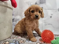 Flash, a male Cavapoo for sale in Lebanon, MO – Photo 1 of 10