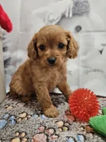 Flash, a male Cavapoo for sale in Lebanon, MO – Photo 2 of 10