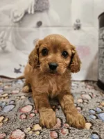 Flash, a male Cavapoo for sale in Lebanon, MO – Photo 4 of 10