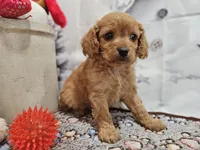 Flash, a male Cavapoo for sale in Lebanon, MO – Photo 8 of 10