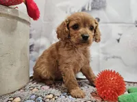 Flash, a male Cavapoo for sale in Lebanon, MO – Photo 6 of 10