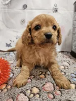 Flash, a male Cavapoo for sale in Lebanon, MO – Photo 5 of 10