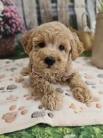AKC - Hank, a male Poodle - Miniature  for sale in Lebanon, MO – 6 of 10
