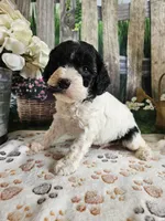 Elias, a male Cavapoo for sale in Lebanon, MO – 3 of 9