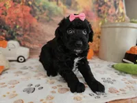 Sheena, a female Aussiedoodle for sale in Lebanon, MO – 3 of 10