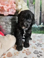 Elmer, a male Cavapoo for sale in Lebanon, MO – 5 of 10