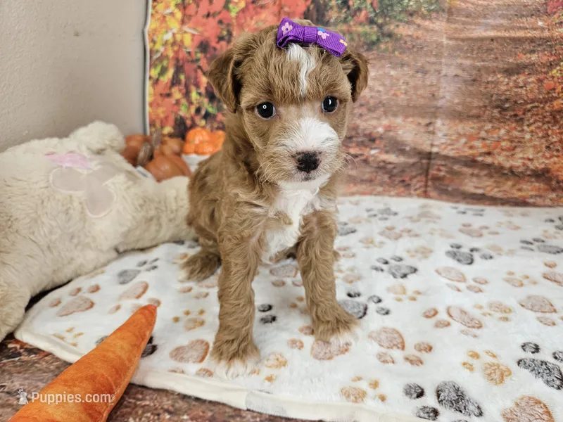 Sasha – Aussiedoodle puppy for sale in Lebanon, MO