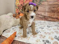 Sasha, a female Aussiedoodle for sale in Lebanon, MO – 1 of 10