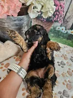 Elsa, a female Cavapoo for sale in Lebanon, MO – 7 of 9