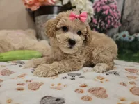 AKC - Hannah, a female Poodle - Miniature  for sale in Lebanon, MO – 7 of 10