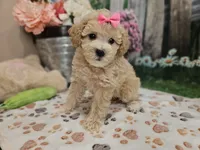 AKC - Hannah, a female Poodle - Miniature  for sale in Lebanon, MO – 5 of 10