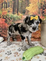 Shiloh, a female Aussiedoodle for sale in Lebanon, MO – 3 of 9