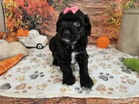 Sheena, a female Aussiedoodle for sale in Lebanon, MO – 7 of 10