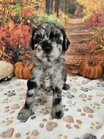 Seth, a male Aussiedoodle for sale in Lebanon, MO – 3 of 10