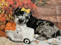 Shiloh, a female Aussiedoodle for sale in Lebanon, MO – 2 of 9