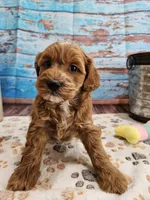 Isabell, a female Cavapoo for sale in Lebanon, MO – 10 of 10