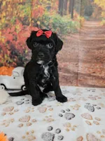 Sadie, a female Aussiedoodle for sale in Lebanon, MO – 7 of 9