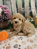 AKC - Hank, a male Poodle - Miniature  for sale in Lebanon, MO – 1 of 10