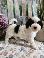 Ellie, a female Cavapoo for sale in Lebanon, MO – 9 of 10