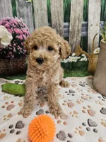 AKC - Hank, a male Poodle - Miniature  for sale in Lebanon, MO – 3 of 10
