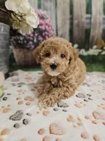 AKC- Holly, a female Poodle - Miniature  for sale in Lebanon, MO – 8 of 10