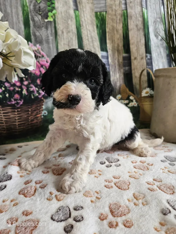 Elias – Cavapoo puppy for sale in Lebanon, MO