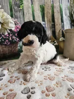 Elias, a male Cavapoo for sale in Lebanon, MO – 1 of 9