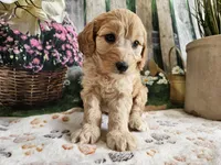 Esther, a female Cavapoo for sale in Lebanon, MO – 6 of 10