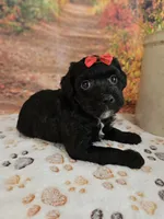 Sadie, a female Aussiedoodle for sale in Lebanon, MO – 5 of 9