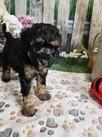 Elsa, a female Cavapoo for sale in Lebanon, MO – 5 of 9