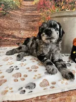 Seth, a male Aussiedoodle for sale in Lebanon, MO – 4 of 10