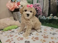 AKC - Hannah, a female Poodle - Miniature  for sale in Lebanon, MO – 1 of 10