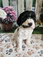 Elias, a male Cavapoo for sale in Lebanon, MO – 9 of 9