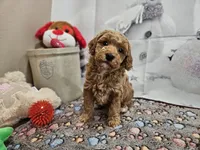 AKC Sherwin, a male Poodle - Miniature  for sale in Lebanon, MO – Photo 7 of 10