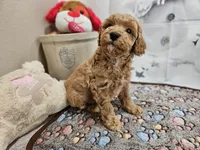 AKC Sherwin, a male Poodle - Miniature  for sale in Lebanon, MO – Photo 8 of 10